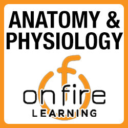 Accredited Anatomy And Physiology - Semester 1